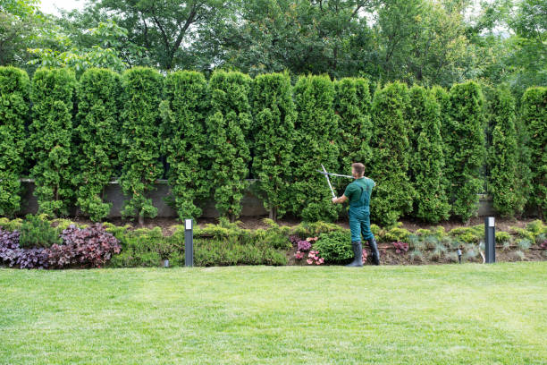 Why Choose Our Tree Removal Services in Claremont, NH?